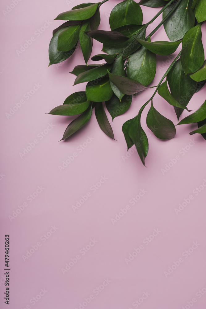 flat lay green fresh leaf on a pink background for business copy space top view 
