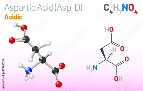 Aspartic Acid (Asp, D) amino acid molecule. (Chemical formula C4H7NO4) proteinogenic amino acid molecule. Ball-and-stick model, space-filling model and skeletal formula. Layered vector illustration
