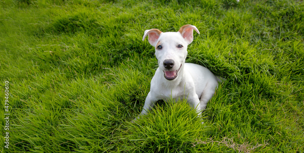 happy eyes of Jack Russel puppy on green grass