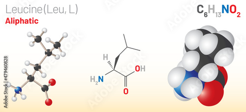 Leucine (Leu, L) amino acid molecule. (Chemical formula C6H13NO2) used in the biosynthesis of proteins. Ball-and-stick model, space-filling model and skeletal formula. Layered vector illustration photo