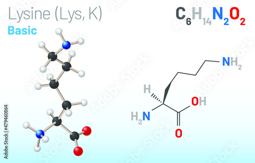 Lysine  Lys  K  amino acid molecule.  Chemical formula C6H14N2O2  used in the biosynthesis of proteins. Ball-and-stick model  space-filling model and skeletal formula. Layered vector illustration