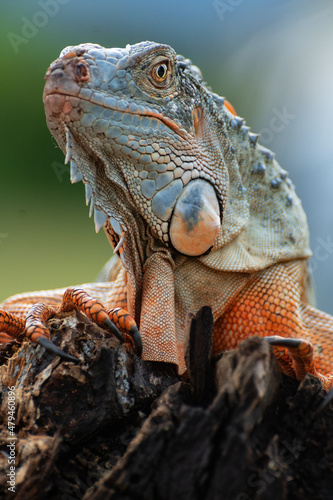 Fototapeta Naklejka Na Ścianę i Meble -  Portrait Of Iguana
