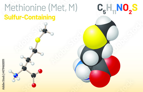 Methionine (Met, M) amino acid molecule. (Chemical formula C5H11NO2S) it is used in the biosynthesis of proteins. Ball-and-stick model, space-filling model and skeletal formula. Layered vector photo