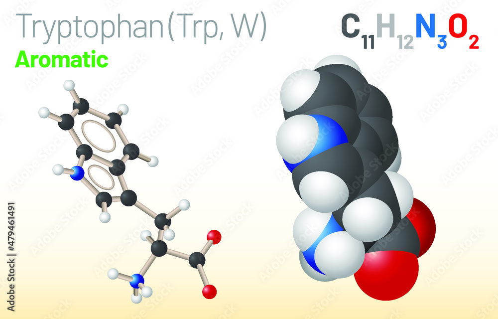 Tryptophan (Trp, W) amino acid molecule. (Chemical formula C11H12N2O2