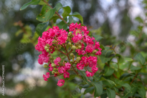 Closeup of blooming pink Crepe Myrtle lagerstroemia indica genus Lythraceae in the garden
