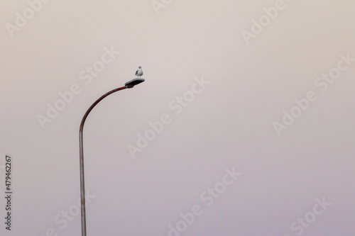 街灯の上で休む一羽の鳥