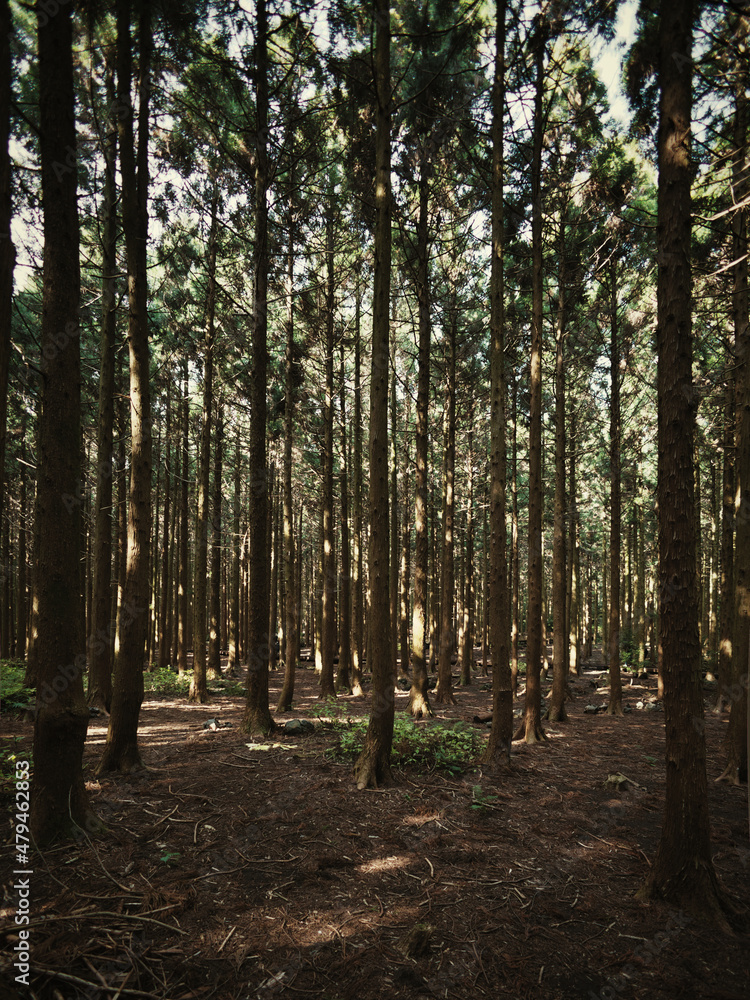 Fototapeta premium 사려니 숲길