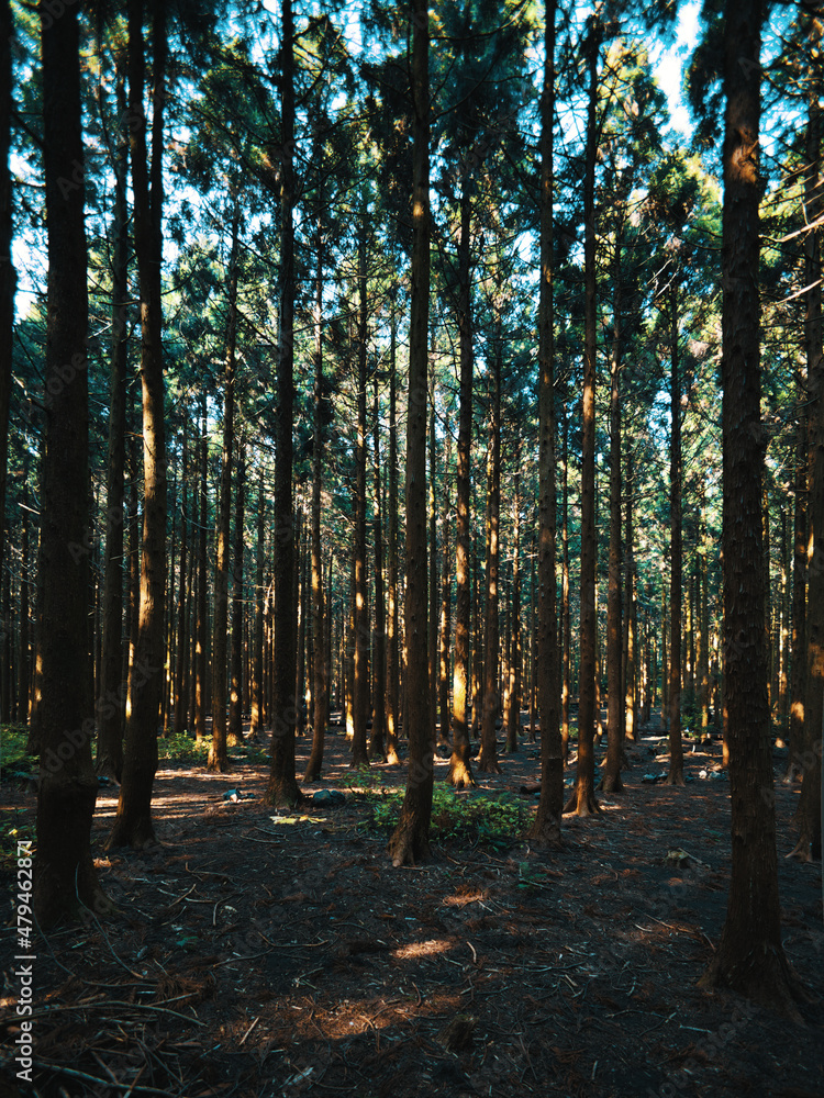 Obraz premium 사려니 숲길