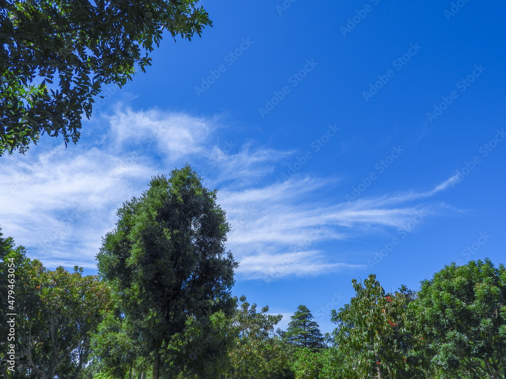 Cloud formation in a blue sky above green trees Cloud formation in a blue sky above green trees