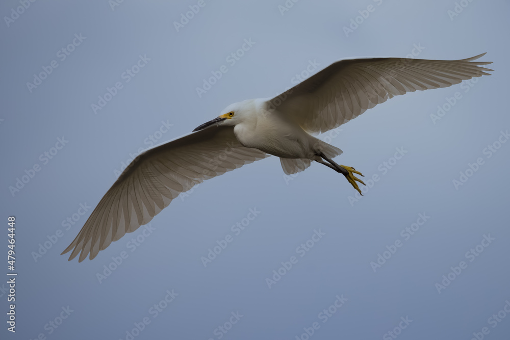 Obraz premium Snowy Egret Flying High in Sky Wings Spread High Angle