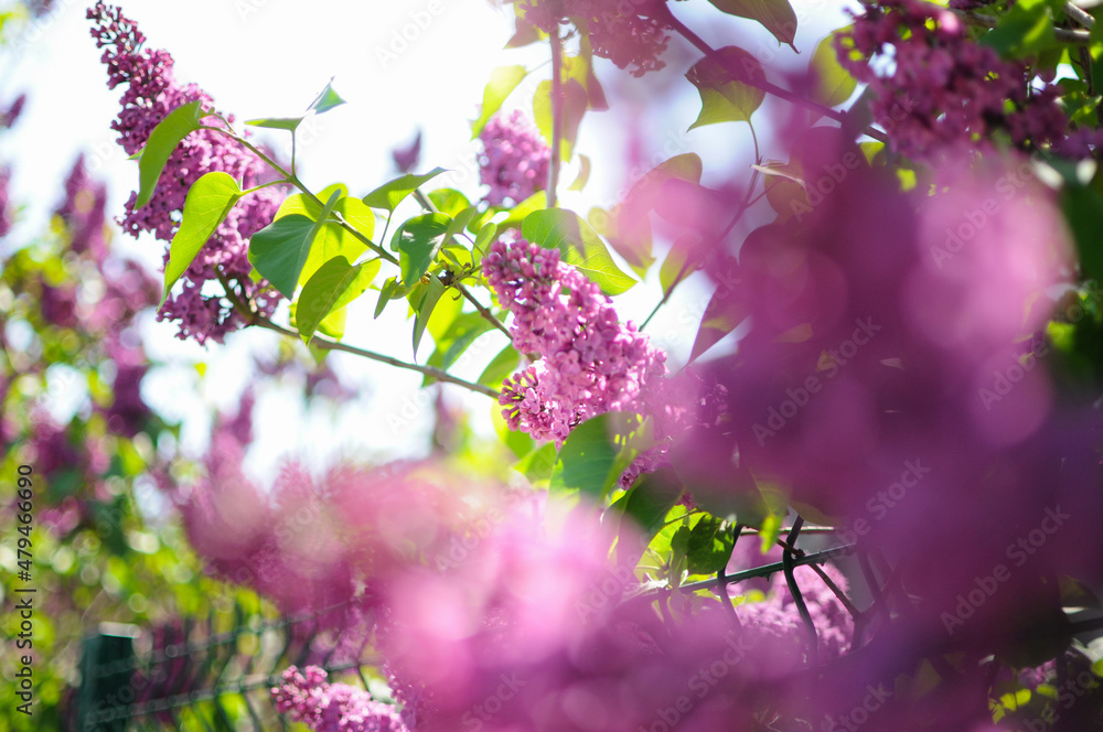 Lilac flowers at tree. Blurred view at forefront and clarity at the background.