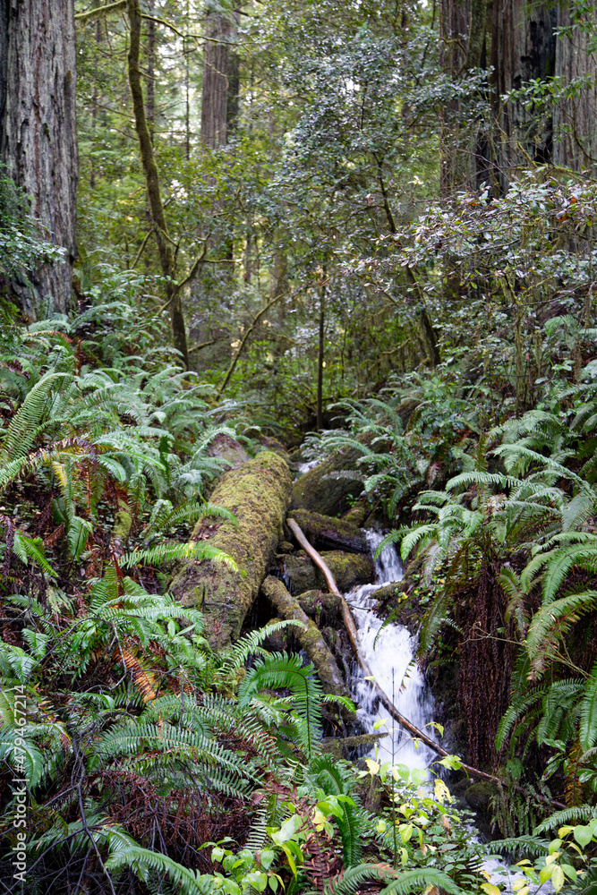 Fototapeta premium Nature Scenes