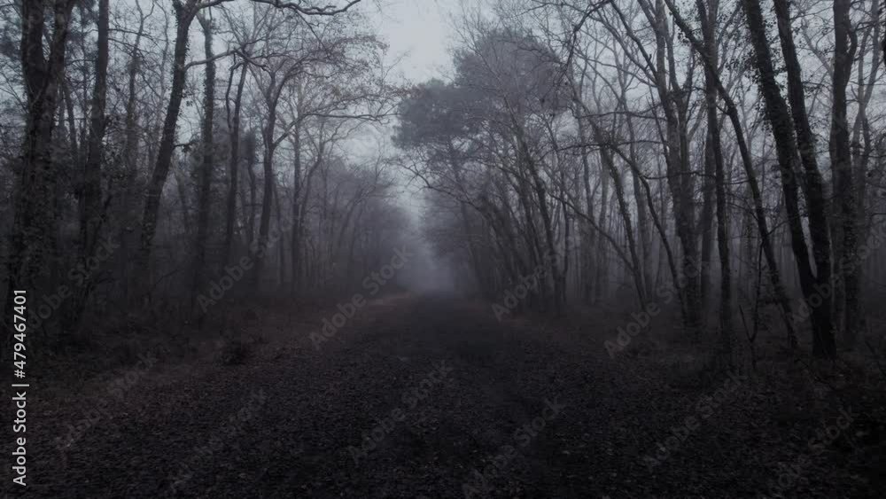 A cold misty footpath in the woods with a cold and spooky feeling. Slow motion. A cold misty footpath in the woods with a cold and spooky feeling. Slow motion.