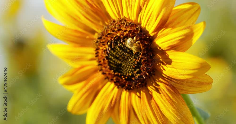 Bumblebee worker bee climbing all over sunflower collecting pollen on a warm summer day - in Cinema 4k (60fps real time). Bumblebee worker bee climbing all over sunflower collecting pollen on a warm summer day - in Cinema 4k (60fps real time).