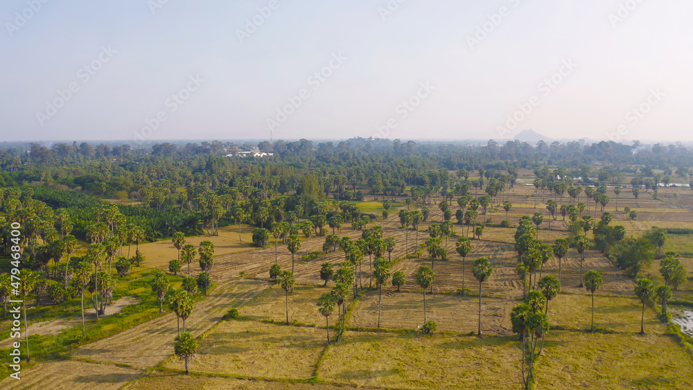 Aerial top view of Dong Tan trees in green rice field in national park at sunset in Sam Khok district in rural area, Pathum Thani, Thailand. Nature landscape tourist attraction in travel trip concept. Aerial top view of Dong Tan trees in green rice field in national park at sunset in Sam Khok district in rural area, Pathum Thani, Thailand. Nature landscape tourist attraction in travel trip concept.