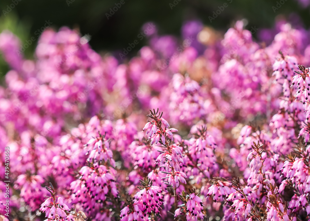Obraz premium Pink Erica Carnea flowers in a sunny spring garden