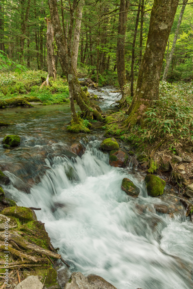 Forest creek, lush green woodland in Kamikochi, Nagano, Japan Forest creek, lush green woodland in Kamikochi, Nagano, Japan