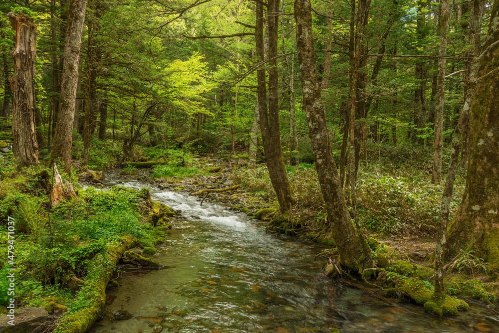 Forest creek, lush green woodland in Kamikochi, Nagano, Japan Forest creek, lush green woodland in Kamikochi, Nagano, Japan