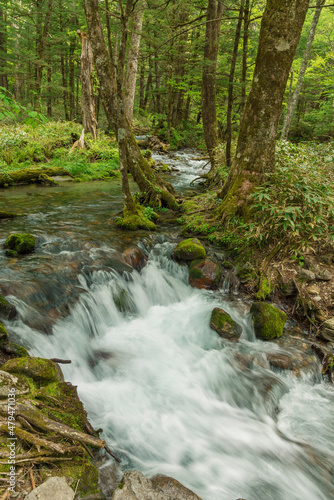 Forest creek  lush green woodland in Kamikochi  Nagano  Japan