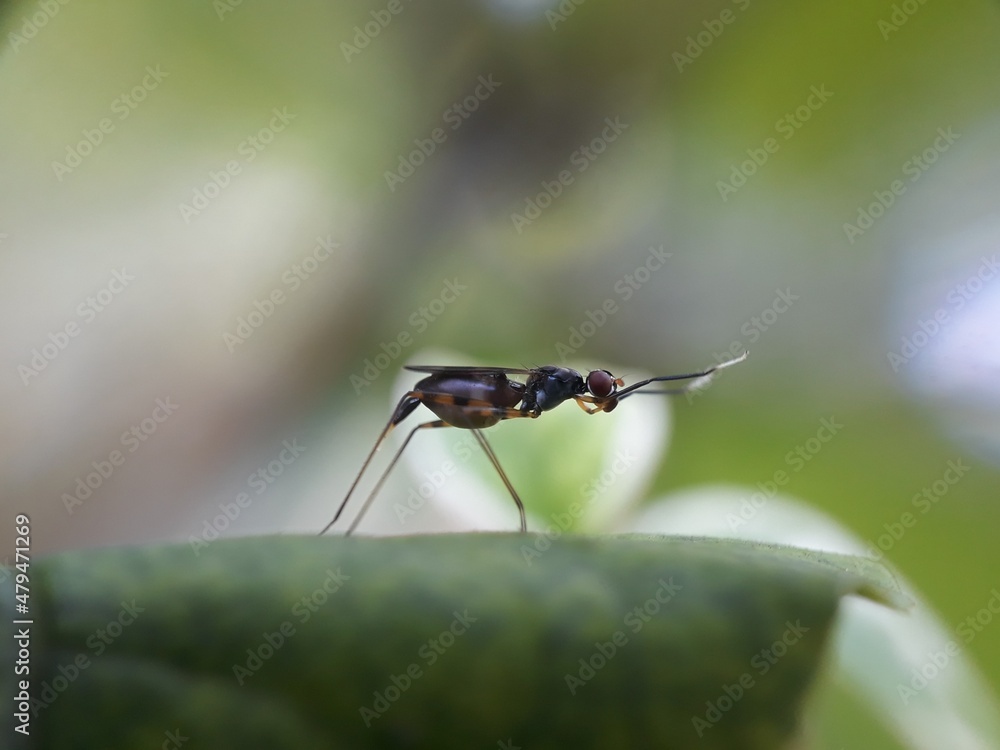Fototapeta premium fly on leaf