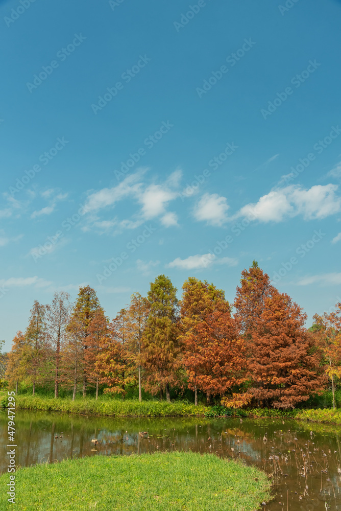 Naklejka premium Larix laricina, commonly known as the tamarack, hackmatack, eastern, black, red or American larch in Hong Kong Wetland Park in autumn season