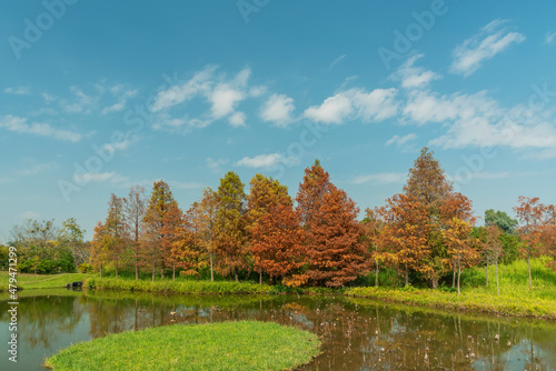 Larix laricina, commonly known as the tamarack, hackmatack, eastern, black, red or American larch in Hong Kong Wetland Park in autumn season photo