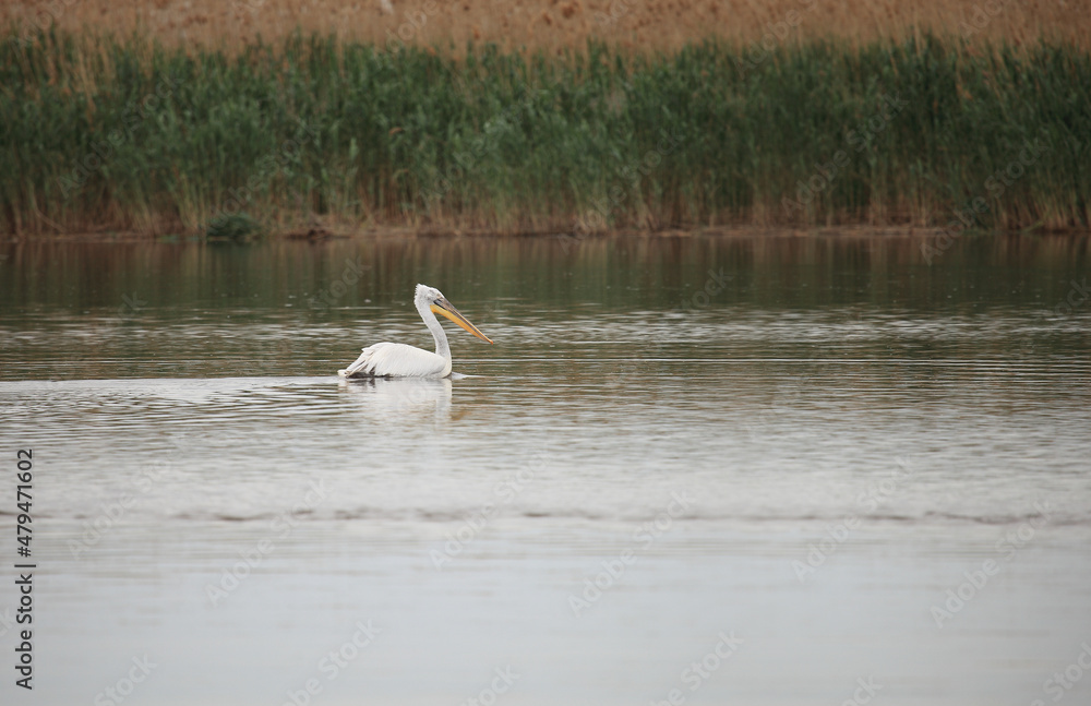 Great white pelicans, pelecanus onocrotalus. Wild migratory birds in the Volga Delta. Wildlife of the South of Russia. Astrakhan Region. Russia.