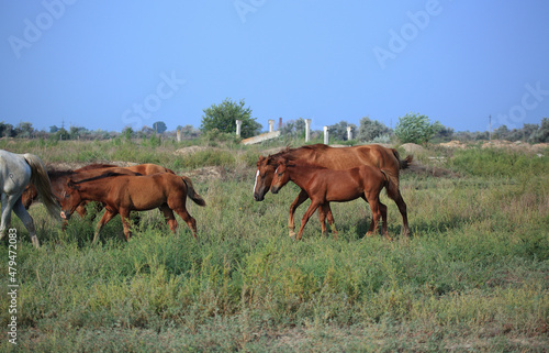 Horses grazing in the beautiful field meadows. Close-up view of a dark bay horse eating grass in the horse farm. Another flaxen horse with a blonde mane grazing in the distant background.