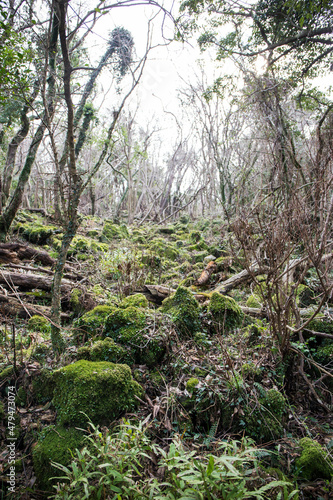 old forest
