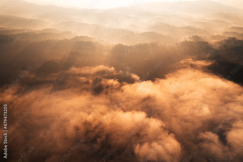 golden morning fog in the forest golden morning fog in the forest