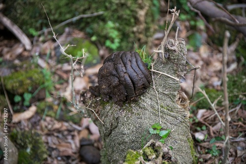 Cow Dung