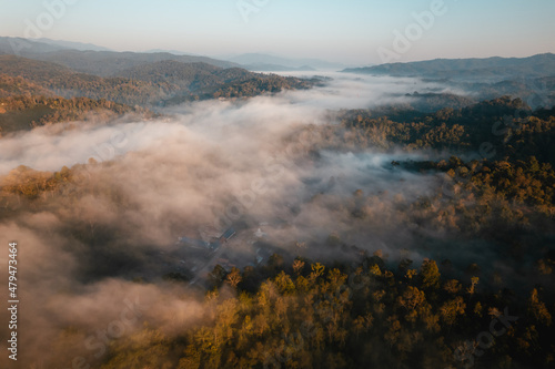 golden morning fog in the forest