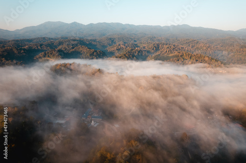 golden morning fog in the forest © artrachen