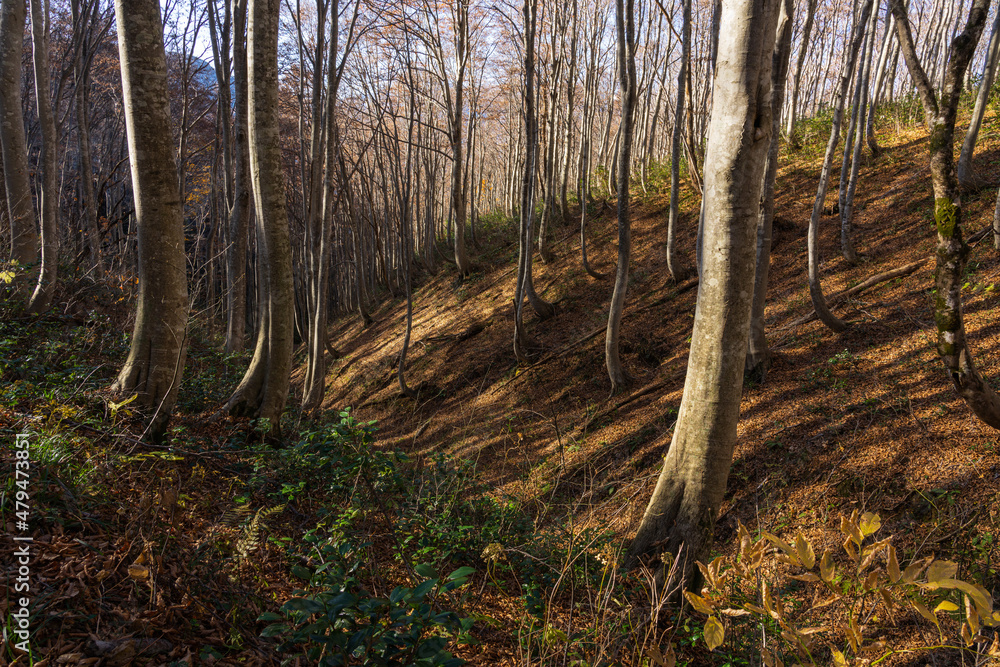 Obraz premium 落葉し始めた晩秋のブナの木々