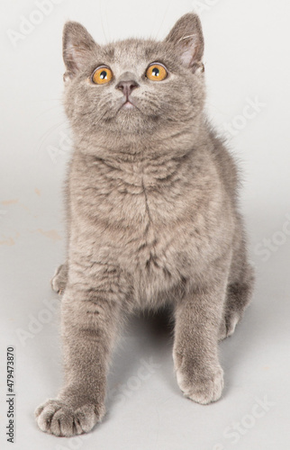 ショートヘアの子猫 灰色 立ち耳