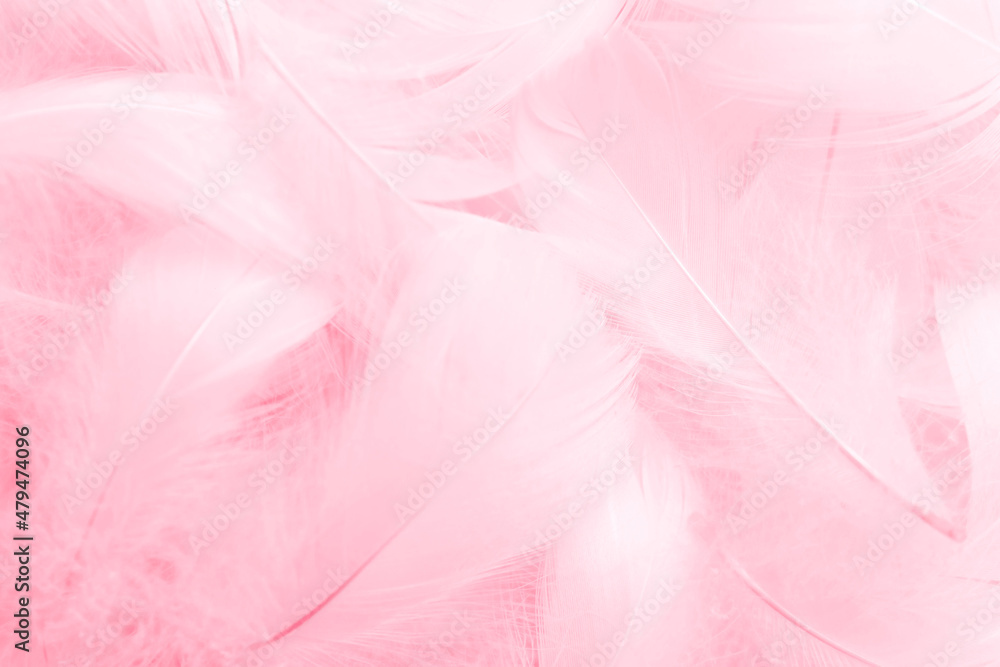 Beautiful Pink and White Feathers Texture Vintage Background. Swan Feathers
