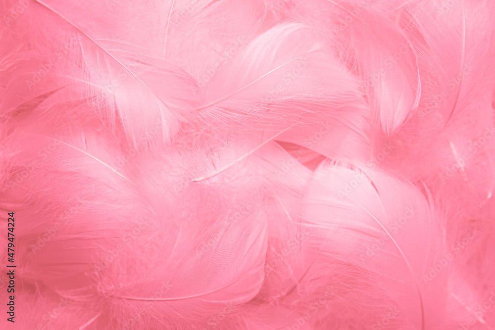 Obraz premium Beautiful Pink and White Fluffly Feathers Texture Vintage Background. Swan Feathers