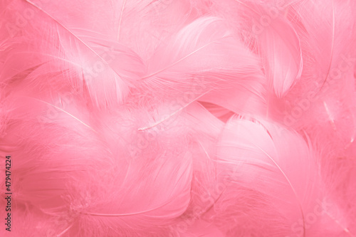 Beautiful Pink and White Fluffly Feathers Texture Vintage Background. Swan Feathers