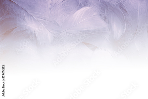 Swan Fluffly Feathers on White Gradient. Feathers Background with a White Space.