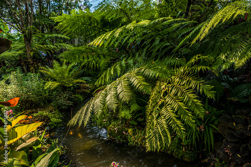 https   www.shutterstock.com image-photo group-background-dark-green-tropical-leaves-2024853305