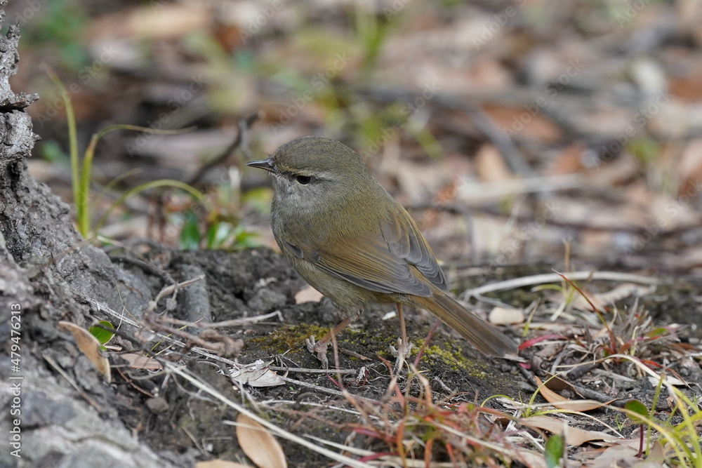 japanese bush warbler in the forest japanese bush warbler in the forest