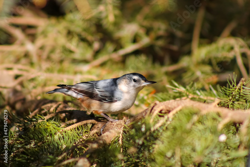 Bird at Rouge Park, Toronto, Ontario, Canada