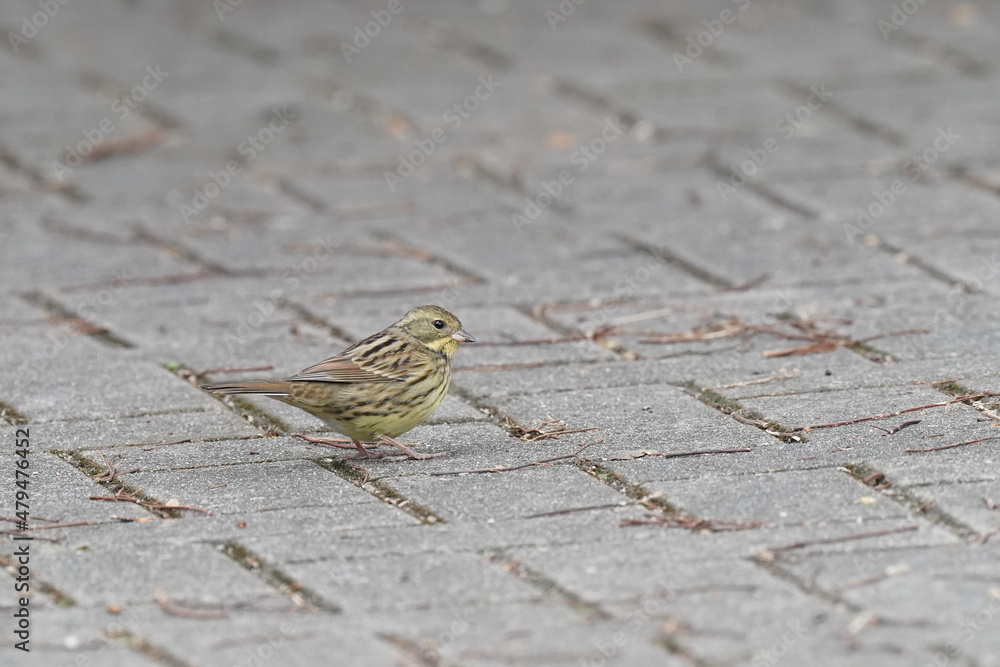 black faced bunting on the ground black faced bunting on the ground