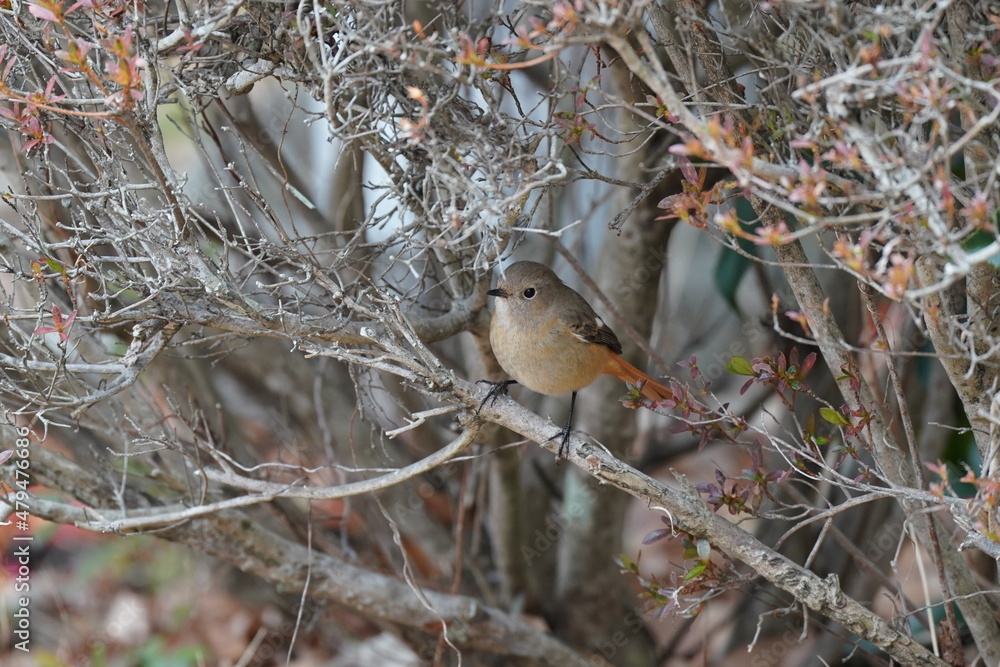daurian redstart in the forest park daurian redstart in the forest park