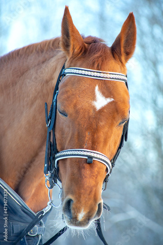 A beautiful chestnut red horse is waiting for training in the arena at winter. complete trust between animal and human