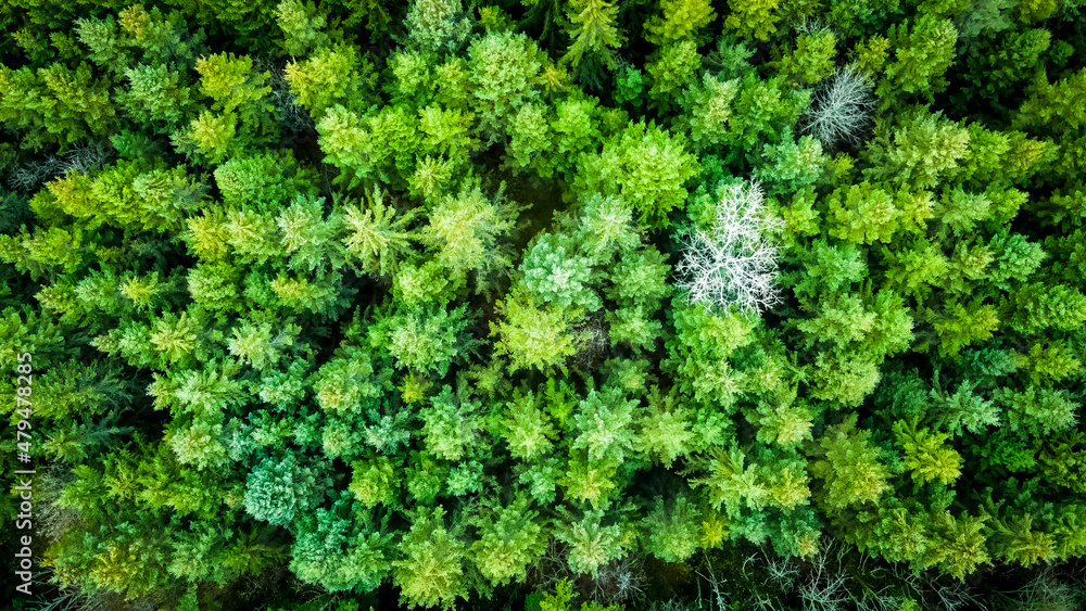 aerial of pine trees - vibrant green color