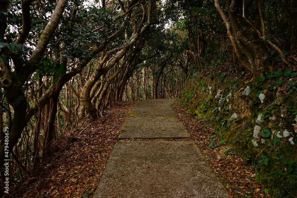 Fototapeta premium 日本 長崎県 五島市 大瀬崎 椿ロード