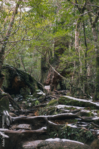 Winter Yaskuhima forest in Kyusyu Japan(World Heritage in Japan)