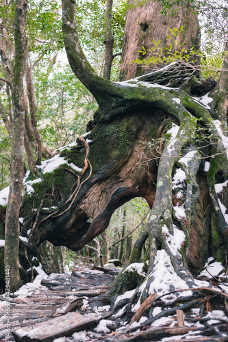 Winter Yaskuhima forest in Kyusyu Japan World Heritage in Japan 