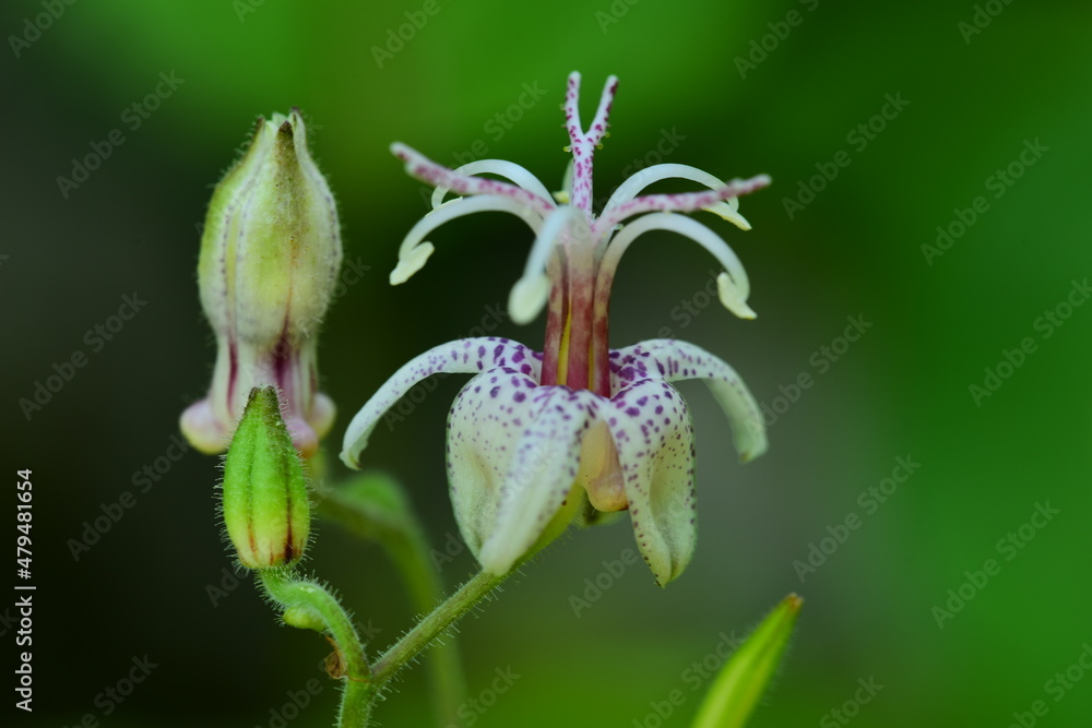 뻐꾹나리 korean toad lily(Tricyrtis macropoda) 뻐꾹나리 korean toad lily(Tricyrtis macropoda)